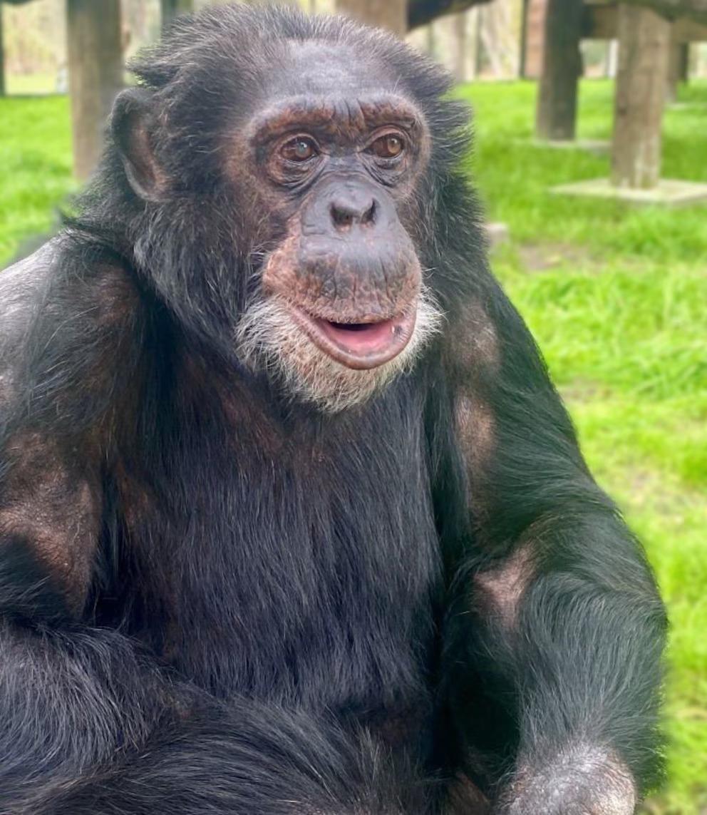 ¿El chimpancé Bubbles heredó millones de Michael Jackson? Esto se sabe