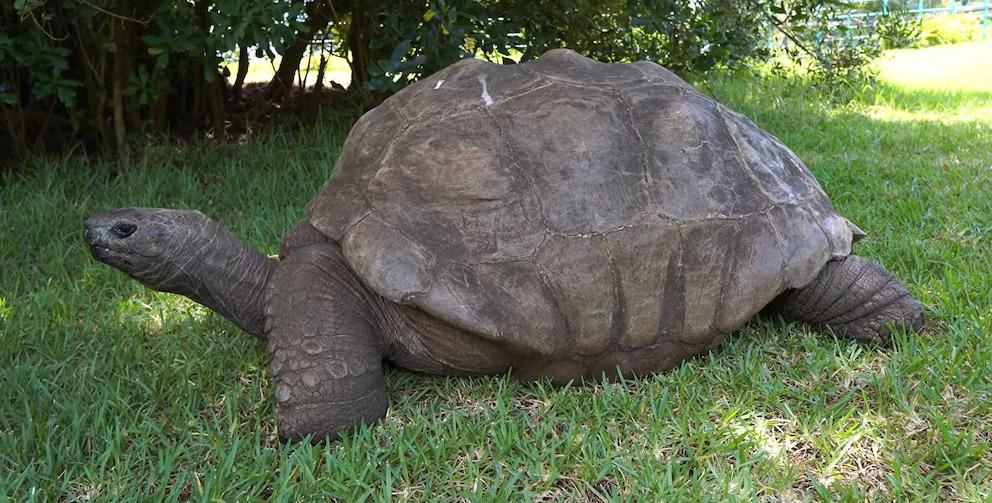 Jonathan, la tortuga que desafía al tiempo con 194 años de edad