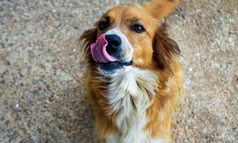 Los perros están entrando en una nueva fase de evolución, según la ciencia, ¿cuál es?