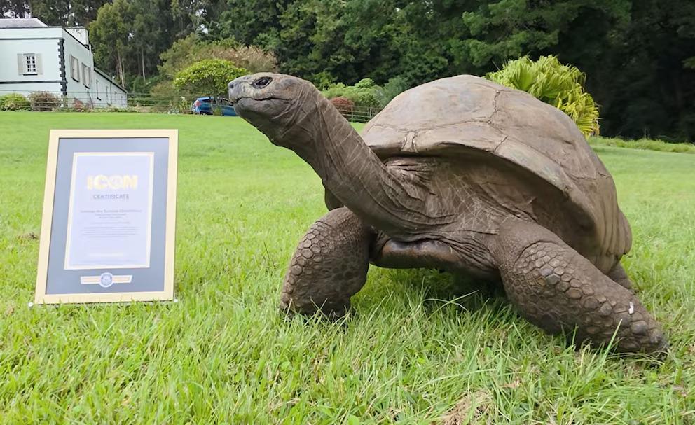 Jonathan, la tortuga que desafía al tiempo con 194 años de edad