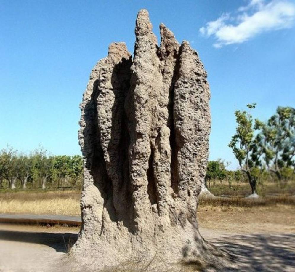 Las termitas son arquitectos geniales► Los primeros aires acondicionados fueron creados por las termitas.