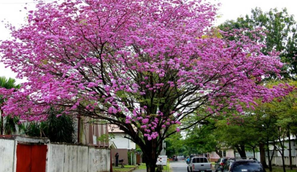 Flores de Macuelizo embellecen San Pedro Sula