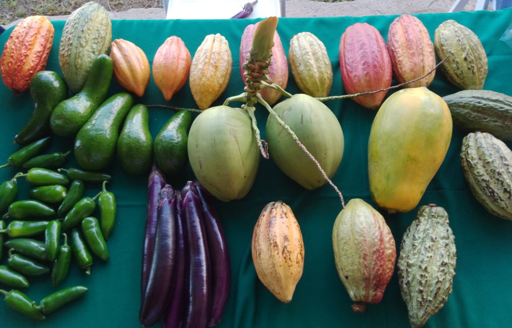 En la Expo Honduras Agrícola se presentarán una variedad de productos y servicios dirigidos a mejorar la sostenibilidad agrícola nacional.