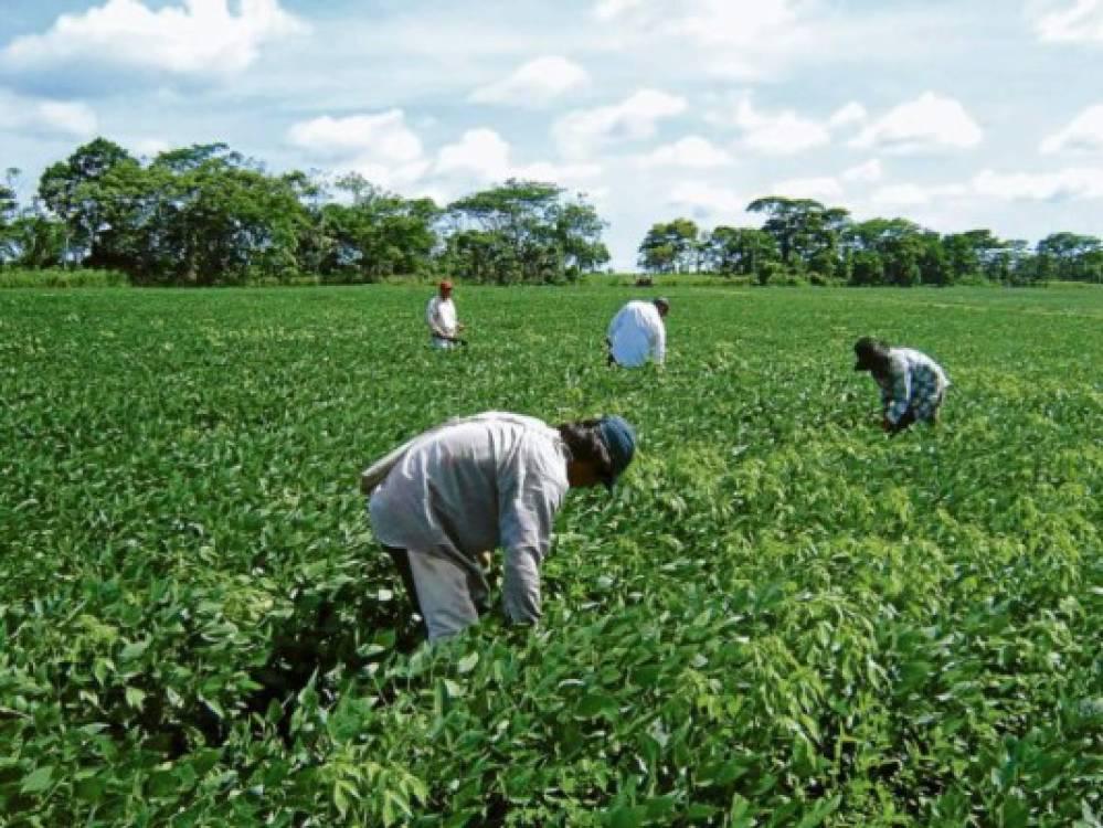 Cultivo de soya, una opción para el empleo en el agro