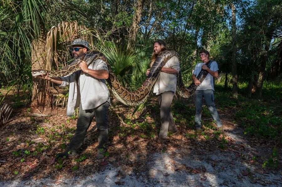 Fotografía cedida por National Geographic a través de la organización medioambiental Conservancy of Southwest Florida donde aparecen los investigadores Ian Bartoszek, Ian Easterling y el pasante Kyle Findley mientras transportan a una pitón.