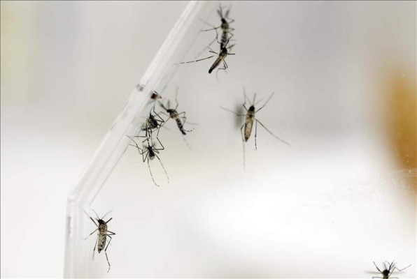 Varios mosquitos Aedes Aegypti, los que propagan el virus Zika. (EFE).