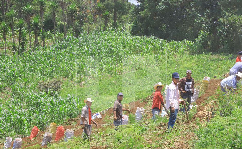 Gran parte de la población en Lempira se dedica a la agricultura.