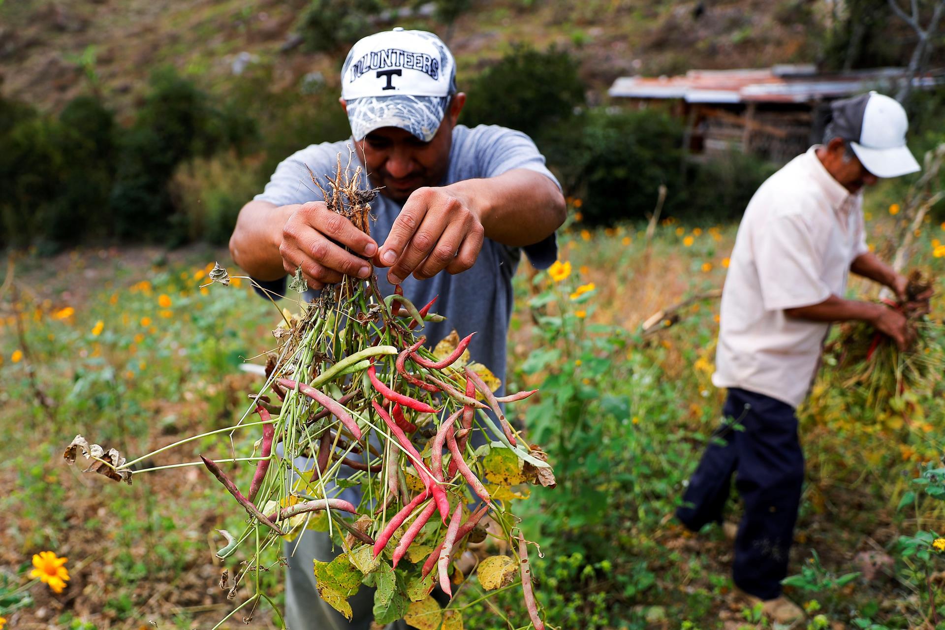 Un campesino muestra vainas de frijoles de una cosecha afectada por la falta de lluvia, en el cerro La Mora en el Municipio de Santa Lucia, Francisco Morazán.