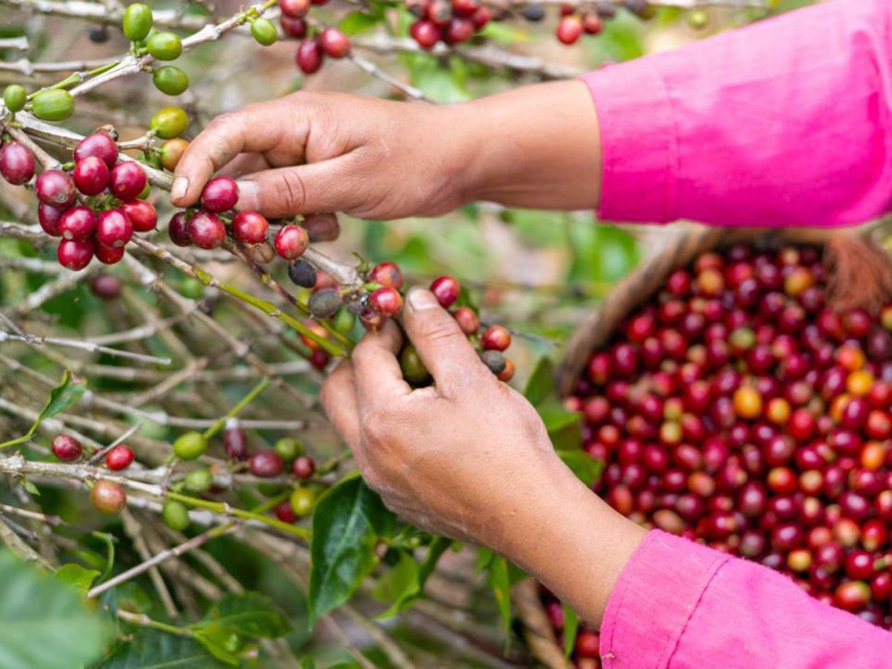 Menor volumen y precios marcarán cosecha de café