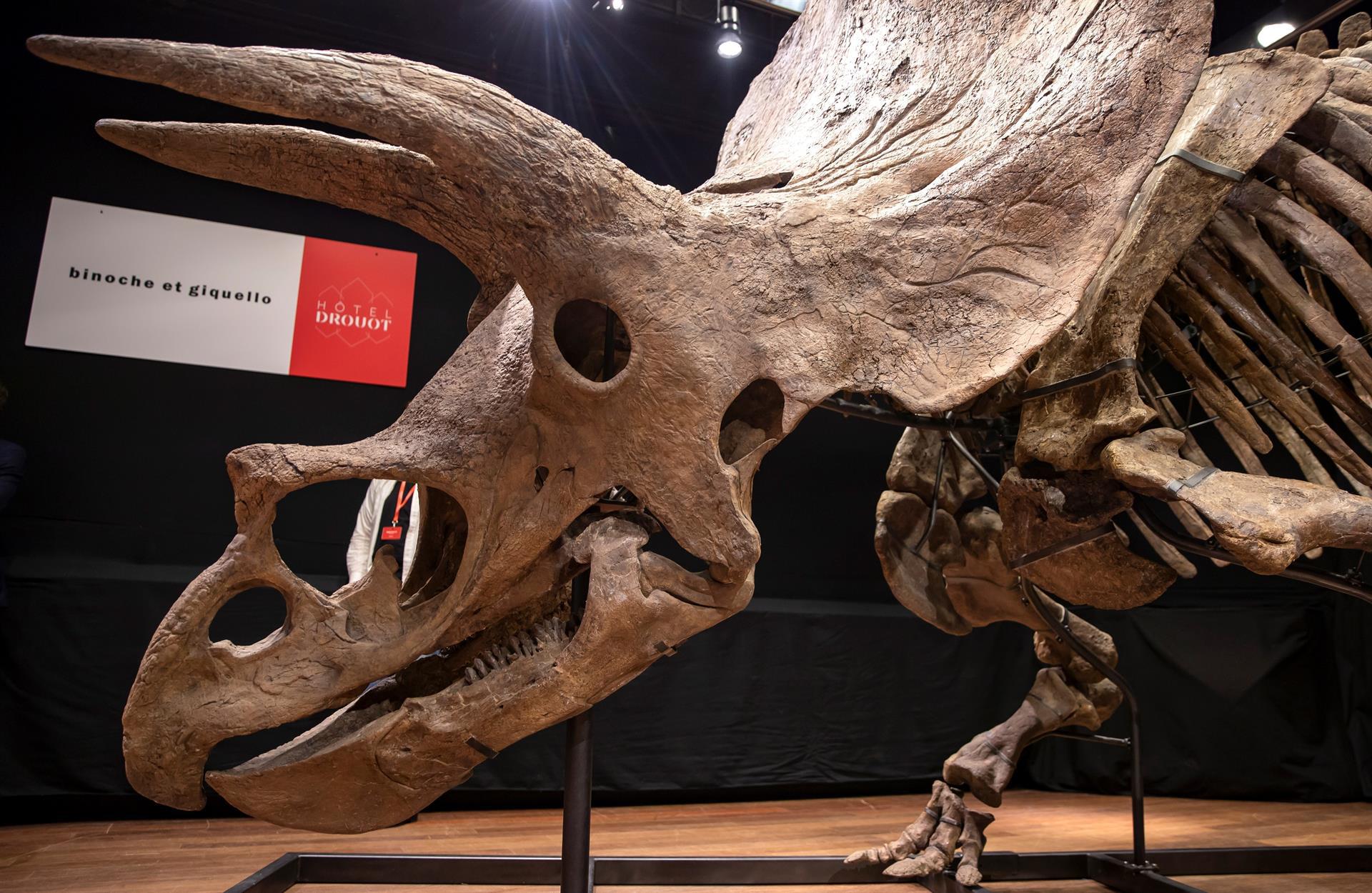 Esqueleto de Triceratops subastado en Paris.
