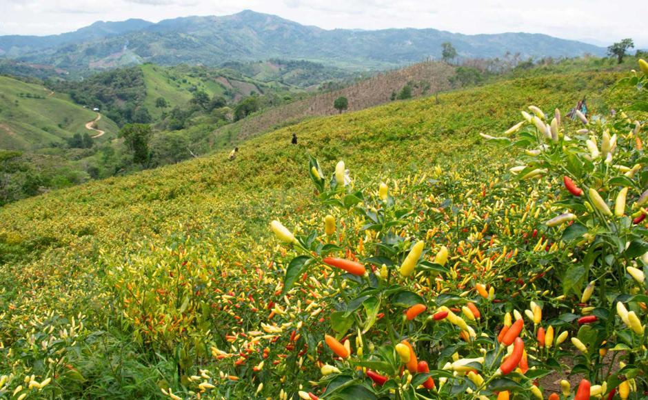 Los productores de chile, achiote, orégano y pimienta son apoyados por OPA Ingredients para que sus cultivos sean más productivos y seguros.