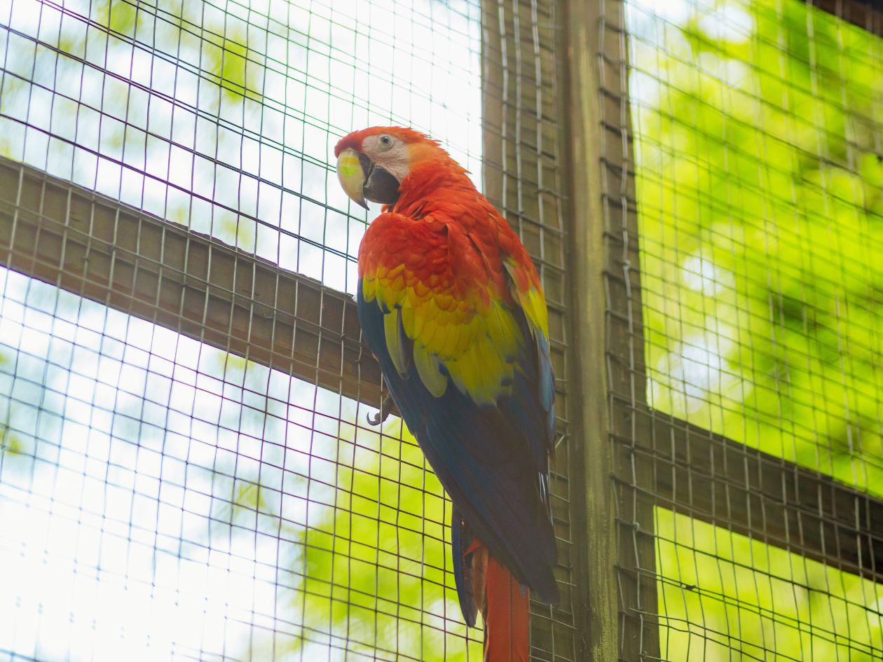 Guacamayas rojas volverán a conquistar el cielo de Copán Ruinas