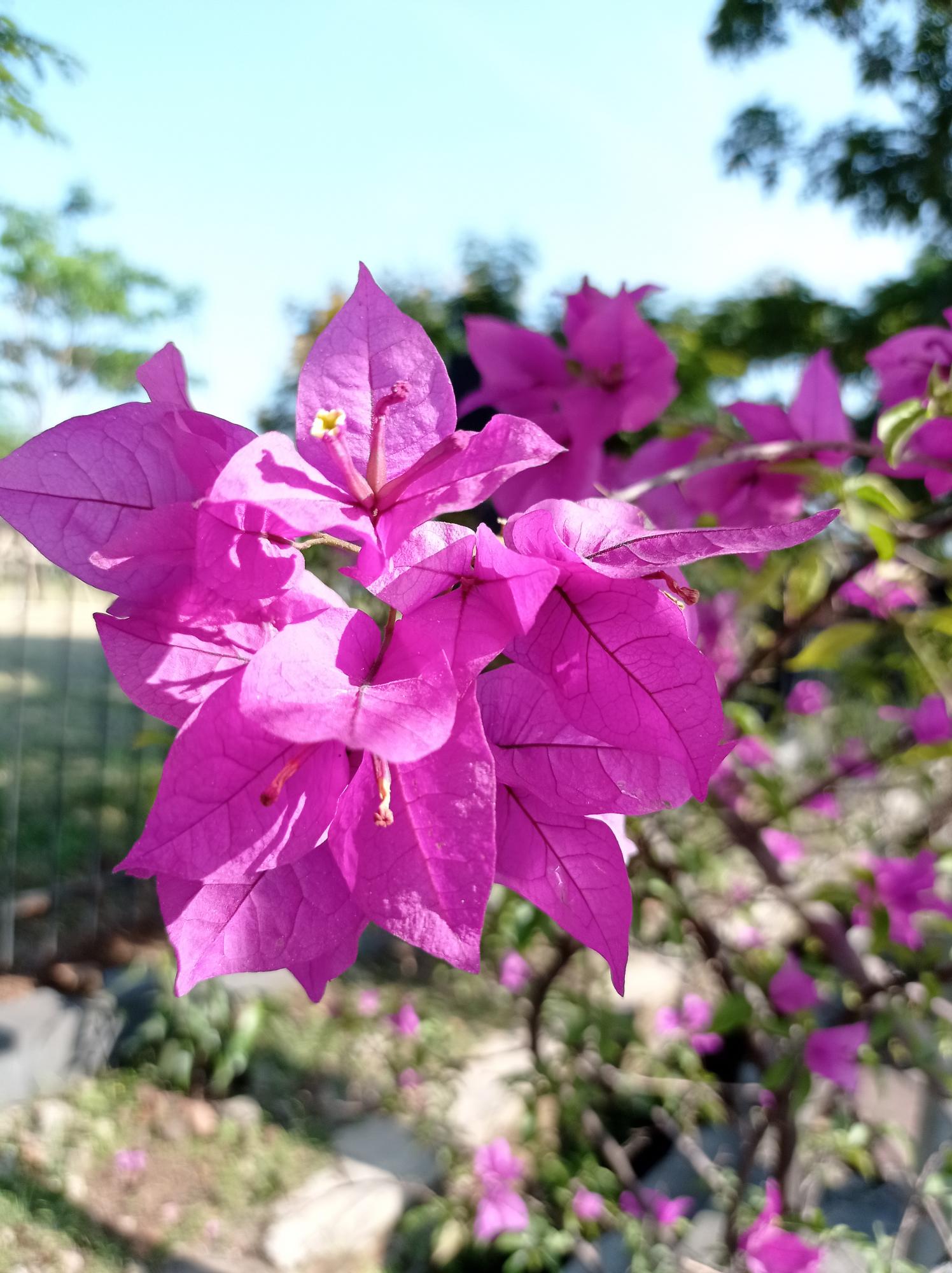 ¡Fascinación por las Plantas!: Los 10 tipos de flores que mejor se adaptan al calor