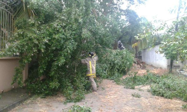 Un árbol caído en la ciudad de El Progreso, zona norte de Honduras.