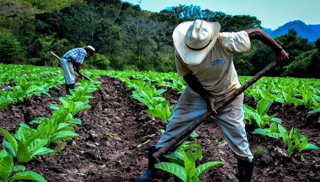 El cultivo del tabaco es parte de la cultura de Copán, durante la época precolombina los Mayas y otras etnias lo usaban en rituales y también con fines medicinales, no fue hasta la época colonial que se empezó a utilizar con fines sociales y de placer.