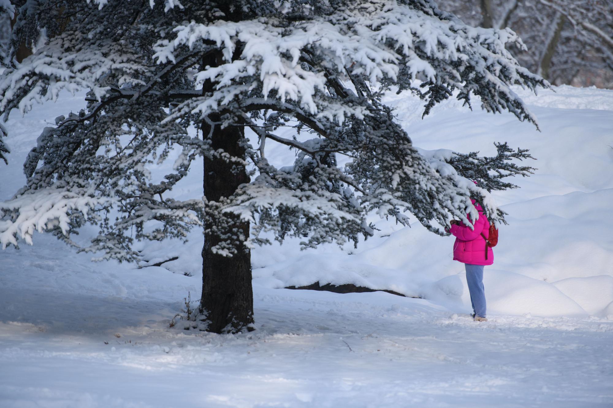 Una mujer se para debajo de un árbol cubierto de nieve en Central Park después de la primera tormenta de nieve de la temporada el 7 de enero de 2022 en la ciudad de Nueva York.