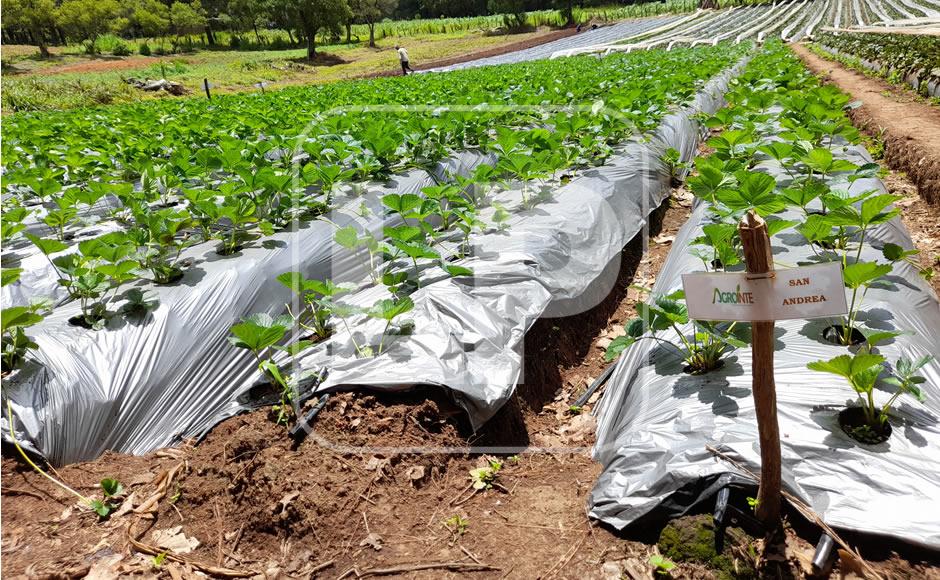 En Yamaranguila se ha consolidado el cultivo de fresas, impulsada con financiamientos del Fida.