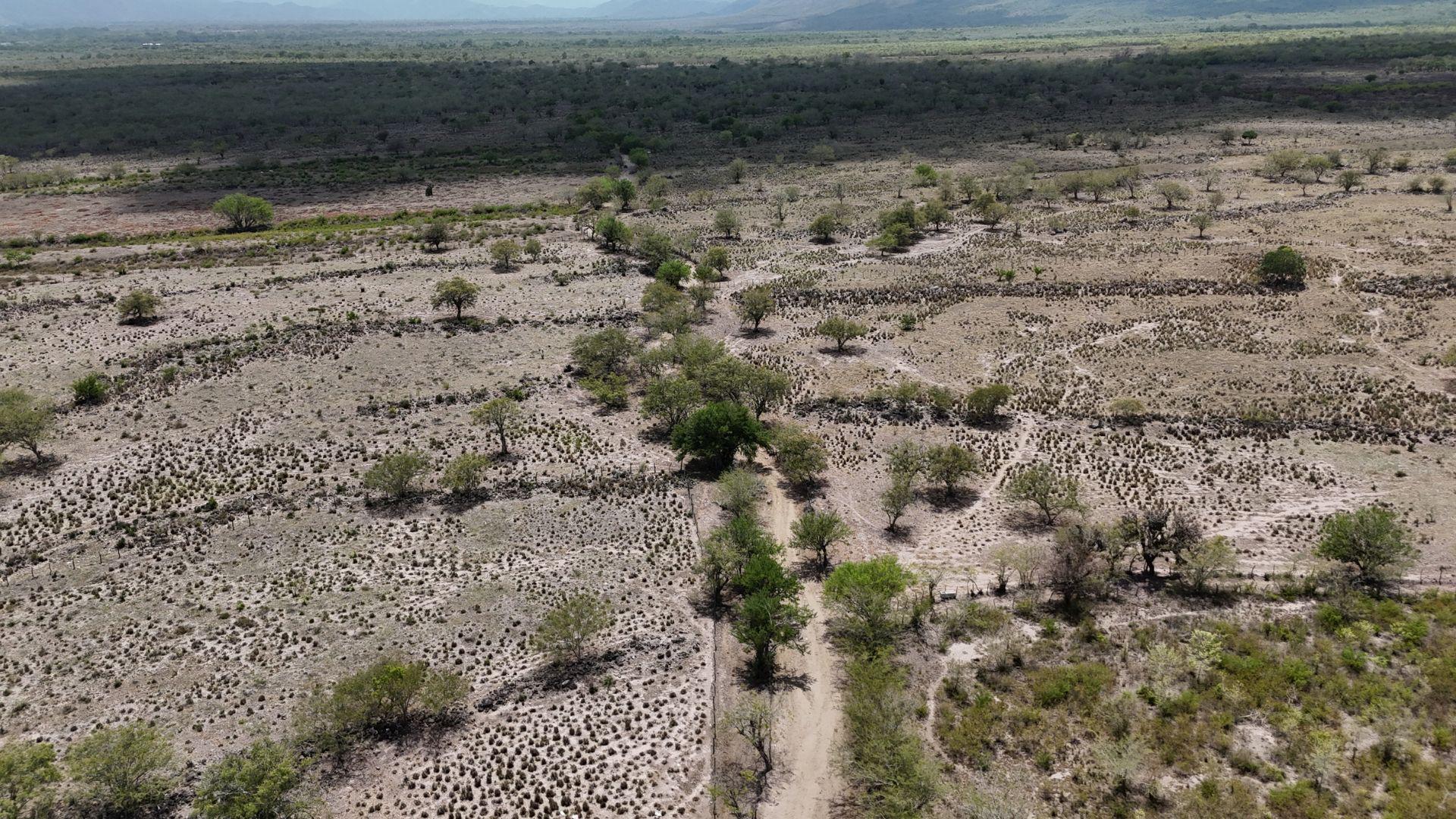 Llamado de auxilio desde Yoro por sequía: "Nos estamos quedando sin granos"