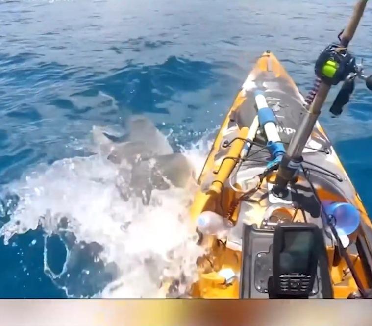 Video Captan momento cuando tiburón embiste kayak de un pescador