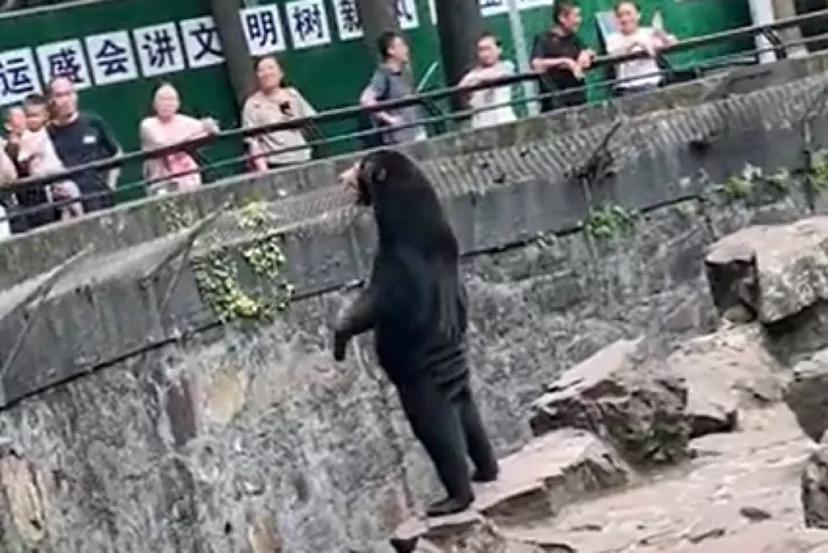 Video: Sospechan que oso de zoológico de China es un humano disfrazado