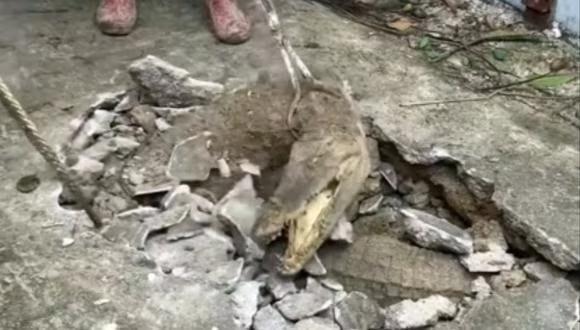 Video: Encuentran nido de cocodrilos en el piso de una casa