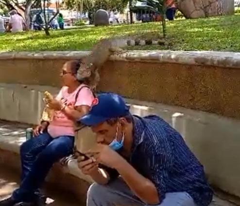Video: Enorme iguana ataca a mujer en parque