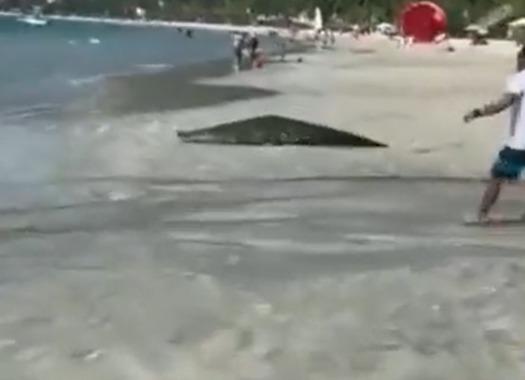 Video: Enorme cocodrilo sorprende a turistas en playa