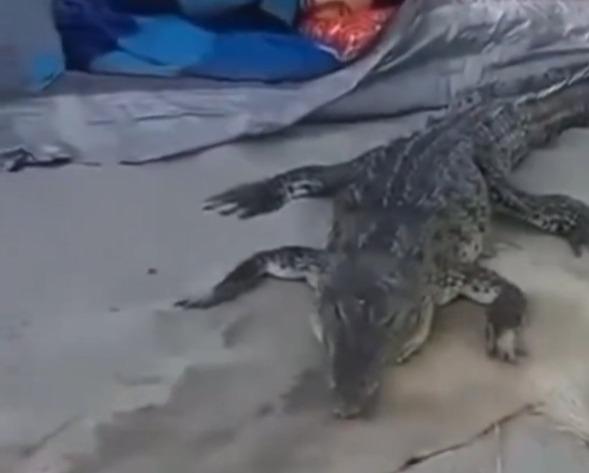 VIDEO: Enorme cocodrilo sorprende a turistas en playa
