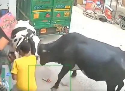 Video: Vacas locas atropellan a dos niñas